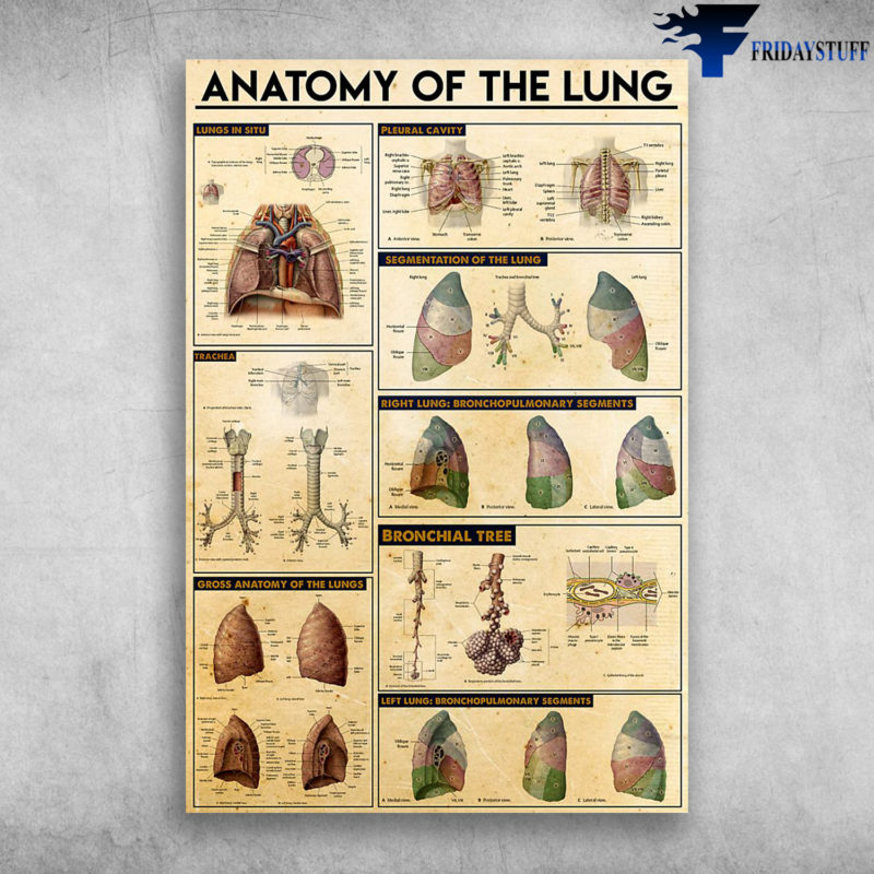 Anatomy Of The Lung Segmentation Of The Lung Poster Canvas - Art Hoodie