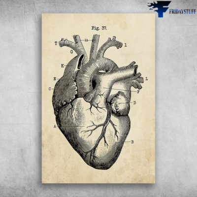 Black White Anatomy Of The Heart Human Heart Anatomy Poster Canvas ...