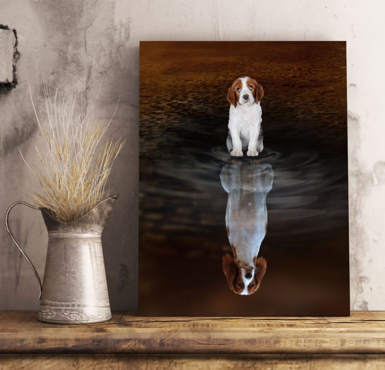 Irish Red And White Setter Canvas