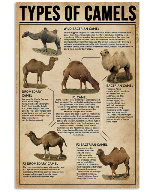 Types Of Camels Wildlife Poster Canvas Vintage Poster Canvas – Art Hoodie