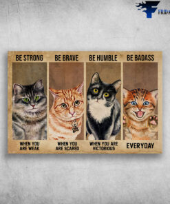 Domestic Short Haired Cat - Be Strong When You Are Weak