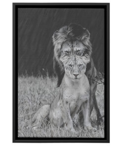 Monochrome Majesty: Lion Couple Poster Canvas